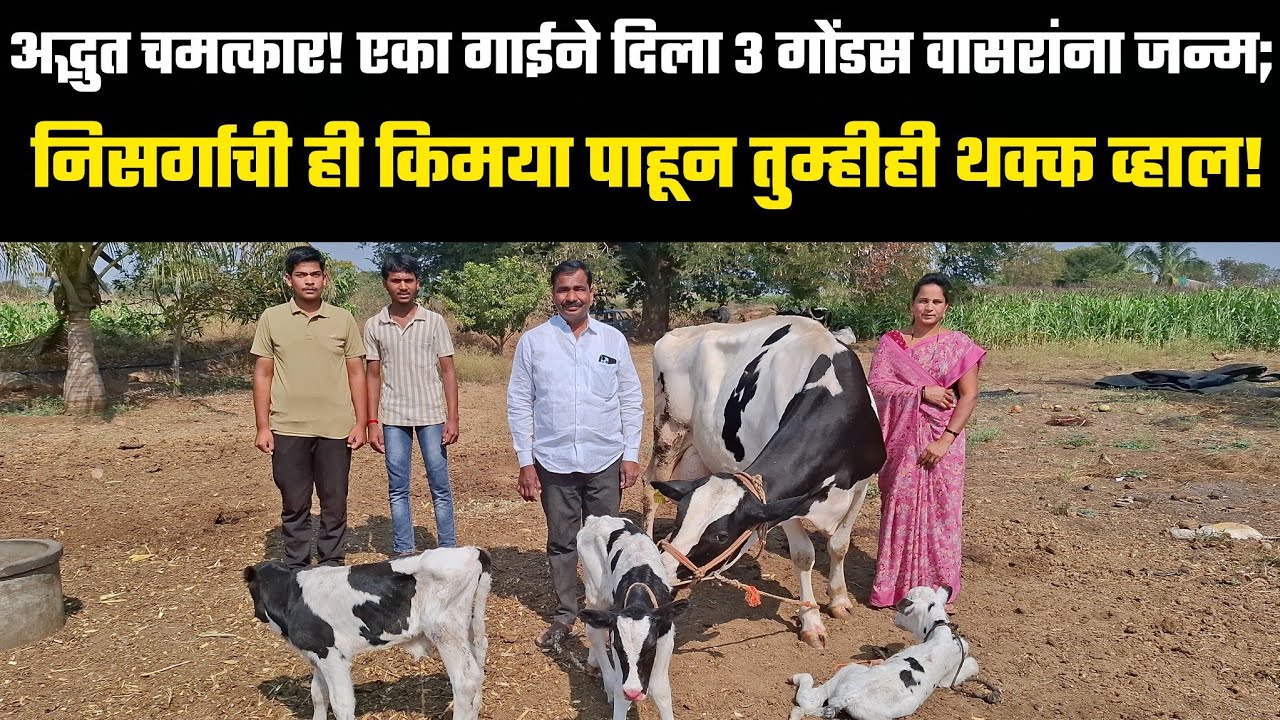 ​अद्भुत चमत्कार!एका गाईने दिला ३ गोंडस वासरांना जन्म; निसर्गाची ही किमया पाहून तुम्हीही थक्क व्हाल!