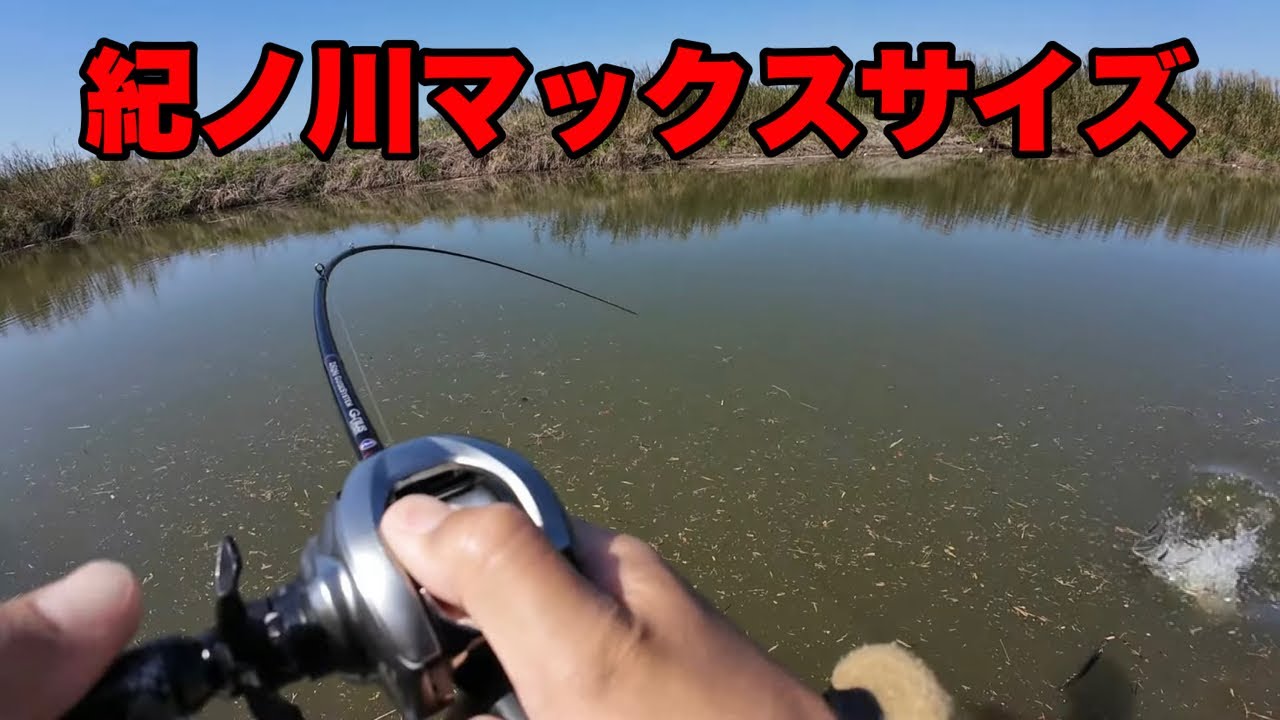 制限時間がある中、紀ノ川行って見たら即モンスター来ました