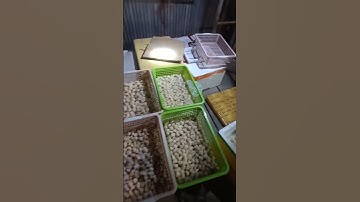 tiếp tục giao trứng ốc cho khách bà con nào cần ốc giống trứng ốc giá rẽ lh 0346675655