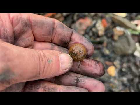 Part 1, a visit to a new Bottle Beach, an unedited mudlarking adventure.