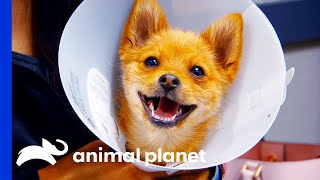 Cute Dog Needs Knee Operation | Dr. Jeff Rocky Mountain Vet