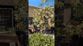 Giethoorn Museum 🏡✨ | From Entrance to Inside Tour