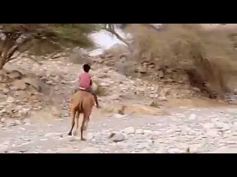 الهجن سلطنة عمان