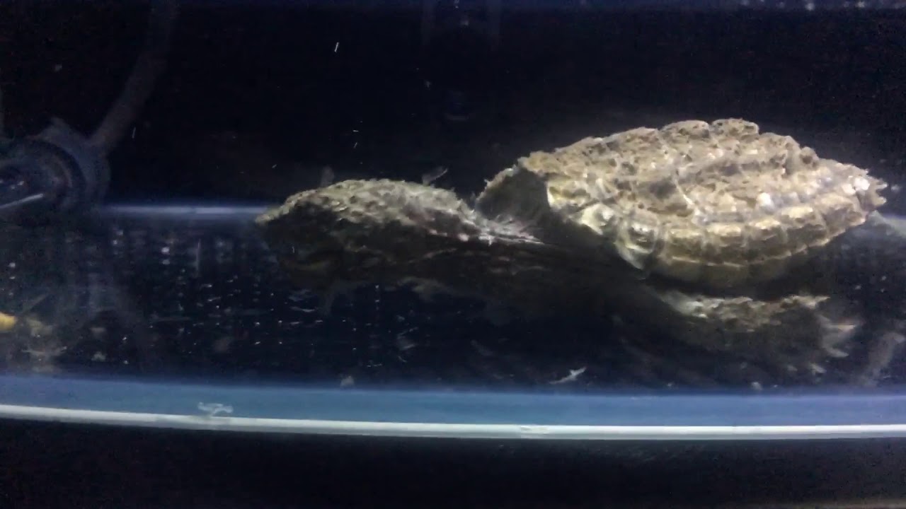 camera iphone 8 plus apk 2017/12/10 真擬鱷龜食麵包蟲蛹 hybrid snapping turtle