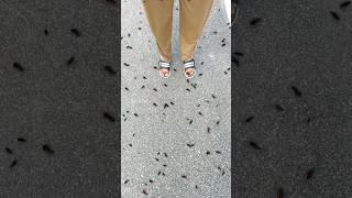 Arush Ke Paas Itne Saare Roach