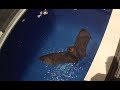 Rescuing a flying-fox from beside a swimming pool:  this is Boyce
