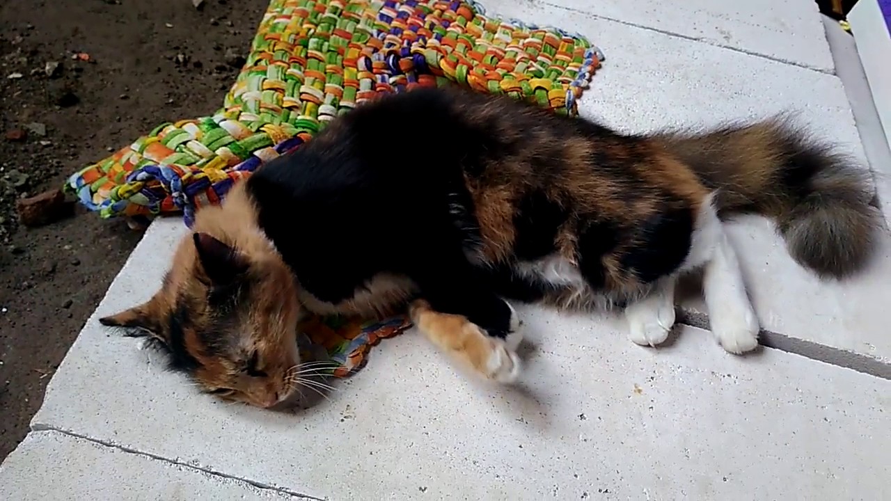 Kucing Birahi YouTube
