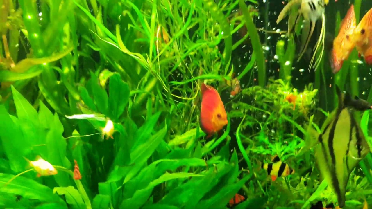 Кормление монодактила