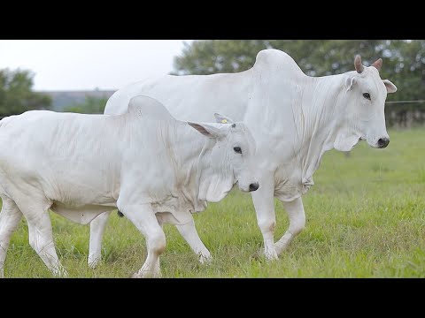 LOTE 196 - CSCF 6486