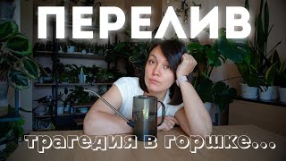 ПЕРЕЛИВ — как загубить растение с любовью 💦 | Ошибки полива, которые убивают цветы