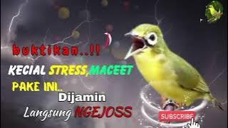 Buktikan..! Pancingan Paling Ampuh Bikin Kecialmu Langsung Ngejoss | Masteran Kecial Kuning Lombok