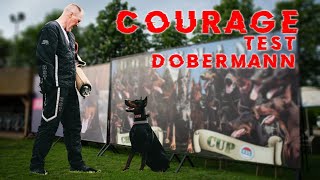 Dobermann Courage test on Champion Cup 2024