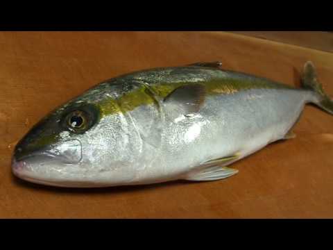 ヒラマサのさばき方 短期熟成とカマの塩焼き 胃袋のポン酢和えの作り方 How To Fillet A Yellowtail Amberjack And Make Sushi Youtube