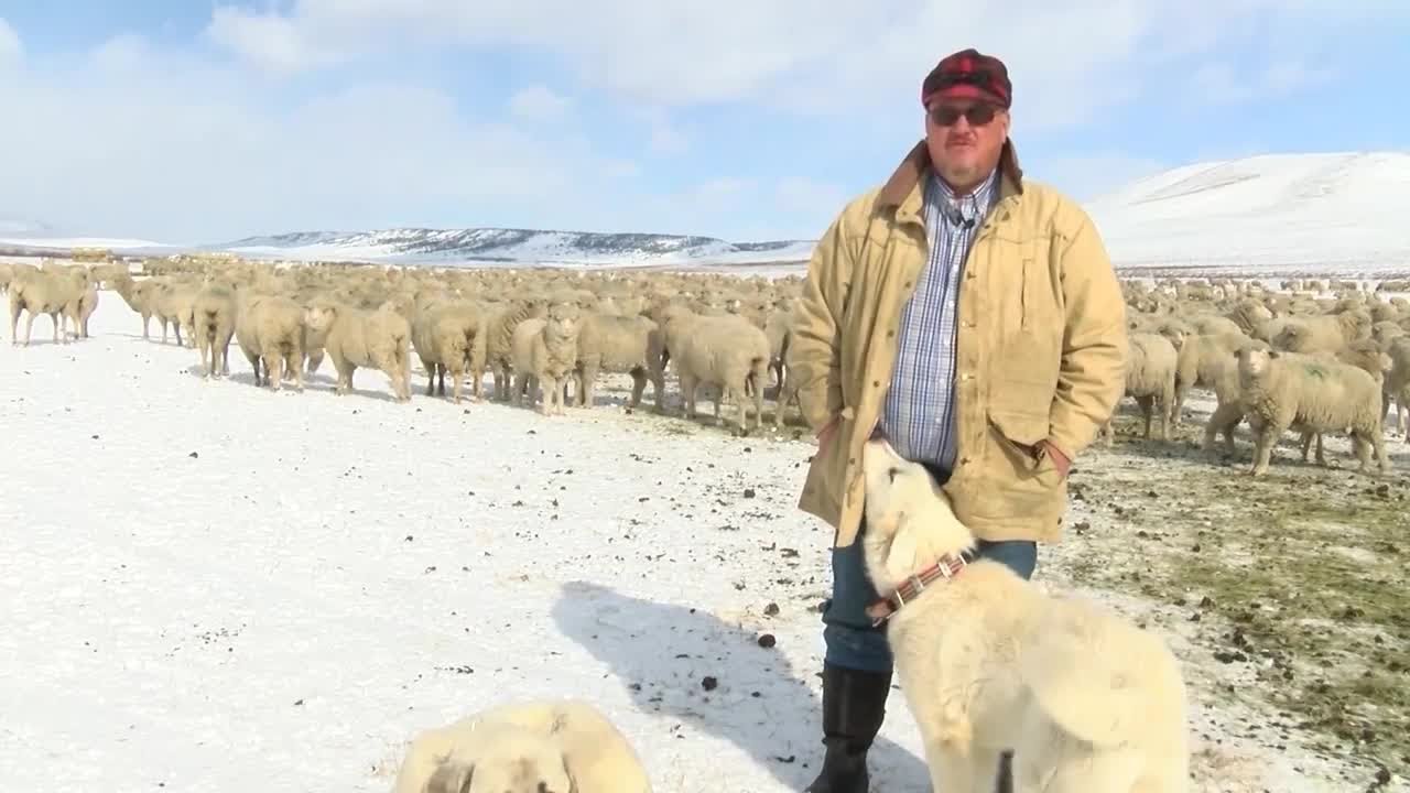 Montana Ag Network: dogs are helping this rancher protect livestock