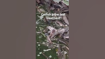 Preventing Catfish from being affected by infections @FarmUp @myjoyonline