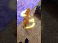 Simba S World Bimbam Simba Point Simba S World Bimbam Simba Point
