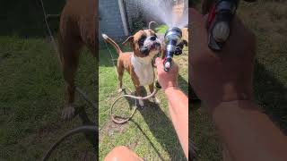 Fact: boxers love water ???