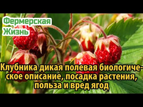 Клубника дикая полевая