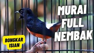 MURAI BATU GACOR FULL ISIAN TEMBAKAN MEWAH MELATIH MURAI BATU BONGKAR ISIAN