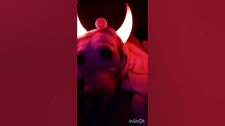 Adorable Puppy Dressed Like Ghost Haunt House👻☠️🎃#halloween#dog#shorts#funny#costume#halloween2023