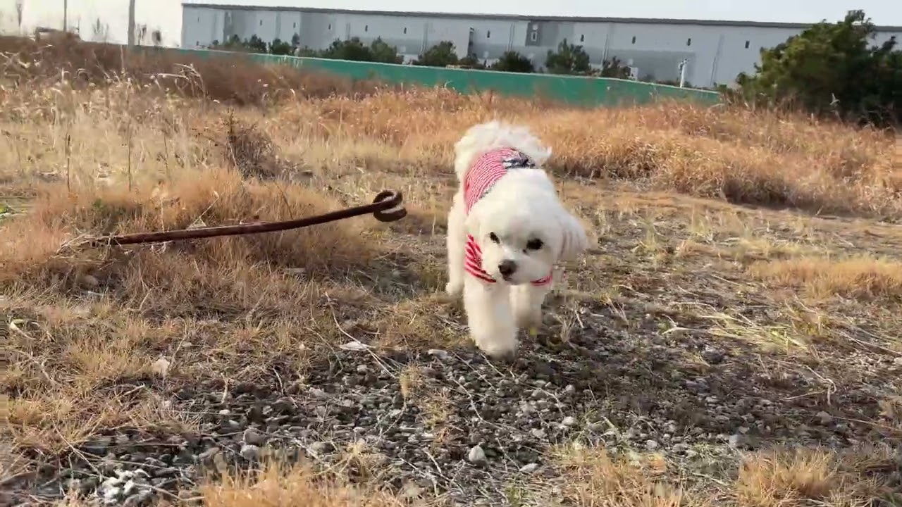 2026.2.24 ドッグラン動画