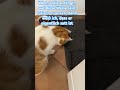 Typisches verhalten unseres Katers #catlovers #cat #kätzchen #katze #süss #katzen #typisch