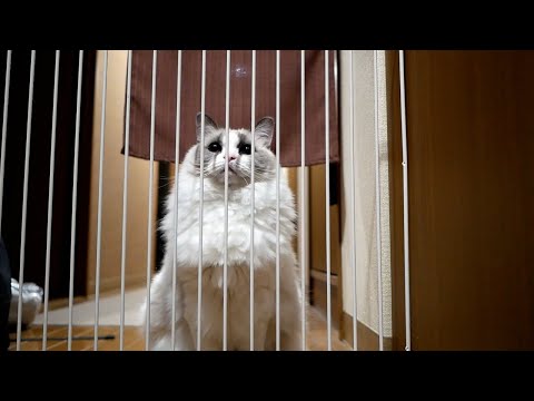 猫をおいて出ていかなくてはなりません…