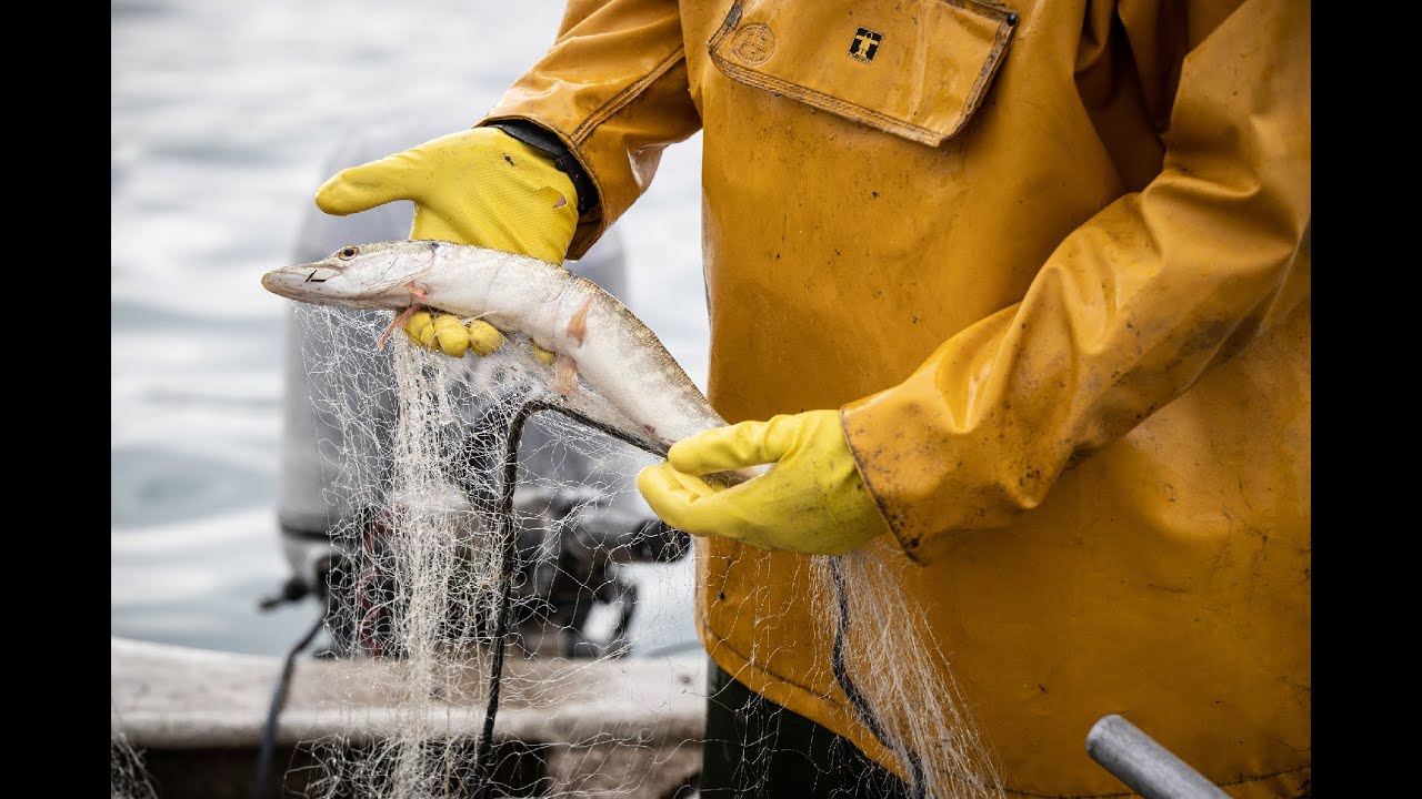 rsre Les poissons se font rares dans les lacs suisses