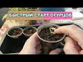 🥒🥒КАК ПОСЕЯТЬ ОГУРЦЫ (и другие тыквенные) ДЛЯ БЫСТРОГО СТАРТА РАССАДЫ! 100% результат!