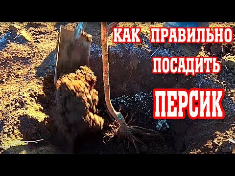 Как Правильно Посадить Персик! / how to plant a peach