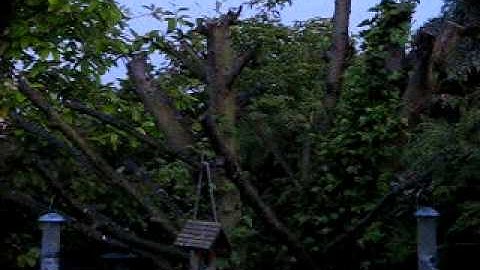 Dawn Chorus ~ Bird songs in June ♪♫ ~ British Birds UK ~ wildlife videos