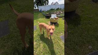 Локичке 3 года 🥳❤️🔥 #рекомендации #семейныйканал #юмор #праздники #топ #питбуль #суперсобака