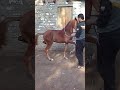 رقص خيل عربي اصيل