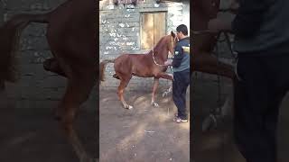 رقص خيل عربي اصيل