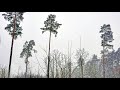 Blizzard in the forest. Snowfall sounds for sleep and relaxation.