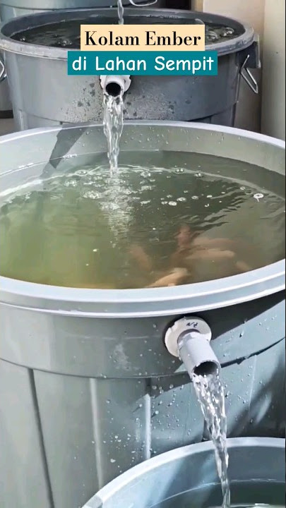 Kolam Ember di Lahan Sempit #kolamember #budidayaikan #budikdamber #ikannila #ikanlele #kolamikan