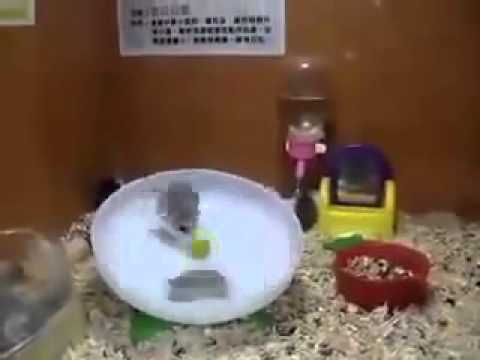 crazy-hamsters-stuck-on-a-spinning-wheel!