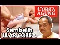 RM. Cobra Agung. Proses sembelih Ular Cobra hingga menguliti untuk dikonsumsi.