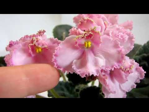 ЛЕ Стефания Люкс