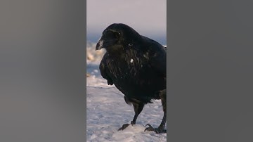 Amazing Facts About Crows - You Won