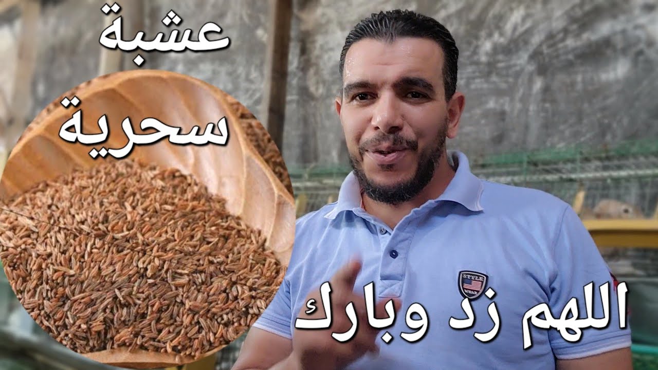 الارانب بالاعشاب .عشبة الجهاز الهضمي علاج الكولسترديا والكوكسيديا والوقاية من الانتفاخات والاسهالات