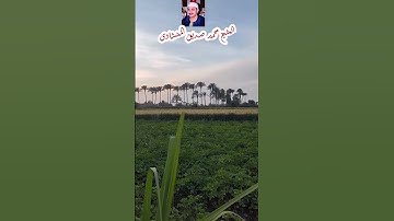 #المنشاوي #قرآن #quran #تلاوة_خاشعة