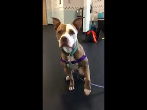 does-your-dog-pull?-front-clip-harnesses--training-tip-tuesday