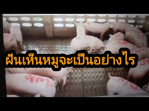 ฝันเห็นหมู🐖🐖🐖🐖🐖🐖🐖🐖🐖🐖🐖🐖🐖