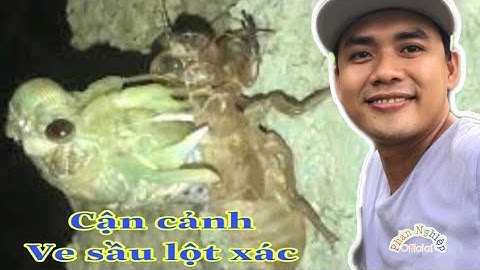 Cận cảnh quá trình  VE SẦU lột xác | Phan Nghiệp Official