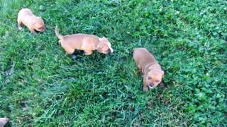 Best Staffordshire Bull Terriers Kaya Pups 1