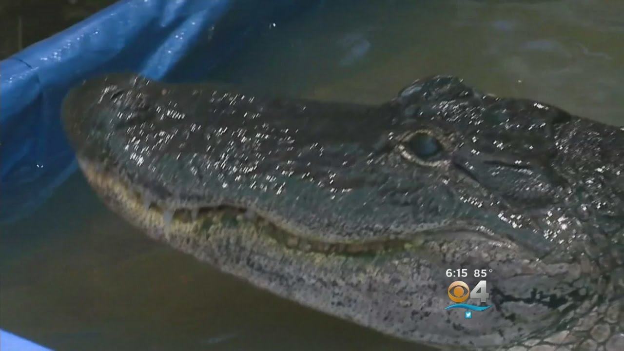 Gator Undergoes Successful Eye Surgery