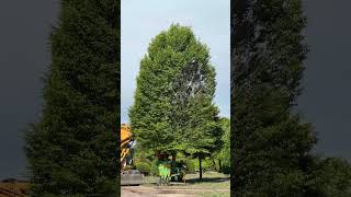 I Grafted This Tree Exactly 40 Years Ago