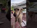 Dog #ytshorts #shortsfeed #shorts #viralvideo #dog #dogshorts #animallovers #trending #help #sewa