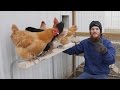 Cheap Perch For Your Chicken Coop or Run Cheap Perch For Your Chicken Coop or Run